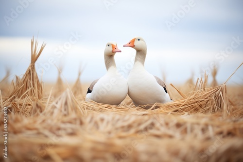geese pair with necks crossed near a nest in field