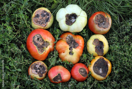 Tomatoes with late blight (lat. Phytophthora) - a spoiled harvest of vegetables