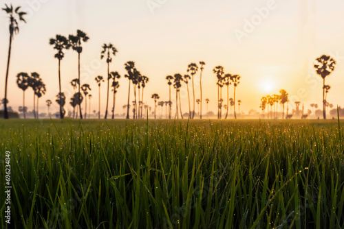 Morning light Rice plantation field with sugar palm tree golden sunrise morning scene nature landscape