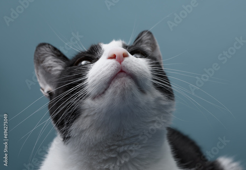 Biało czarny kot, zbliżenie na pysk od dołu, patrzy w górę wypatruje ofiary 