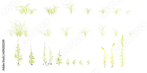 Dactylis,Solidago,Artemisia flowers Trees isolated on white background, tropical trees isolated used for design, advertising and architecture