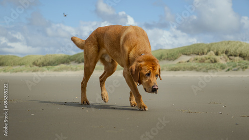 Labrador am Strand auf Texel