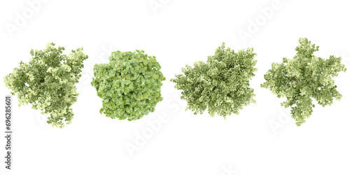 Acer negundo odessanum,Acer platanoides trees collection of top view isolated on transparent background
