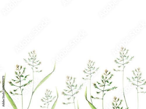 Bluegrass meadow poa watercolor seamless border floral illustration. Green stems isolated on white background. Wildflower botanical natural hand drawn 