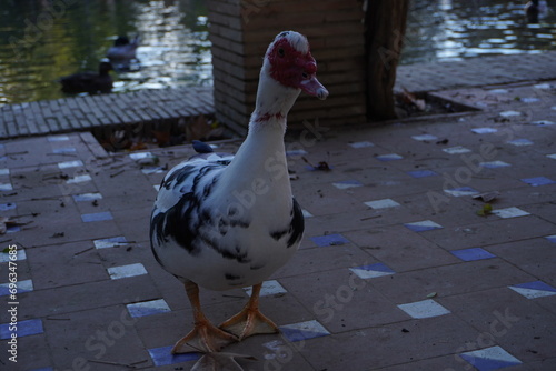 Anatra muta al Parco Maria Luisa, Siviglia