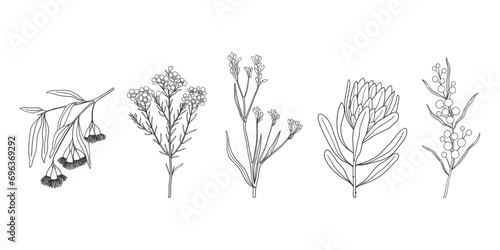 Set of hand drawn Australian native flowers and plants. Simple monochrome illustration of golden wattle, protea, kangaroo paw, wax flower and eucalyptus