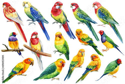 Tropical bird. Set Parrots on isolated white background, bright exotic bird watercolor painting, lovebirds and rosella 