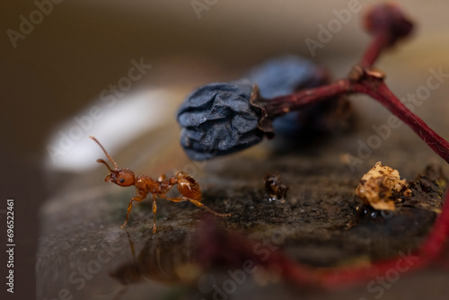 Owady - Pasikonik, ważki, mrówki i inne pająki ;)_ 