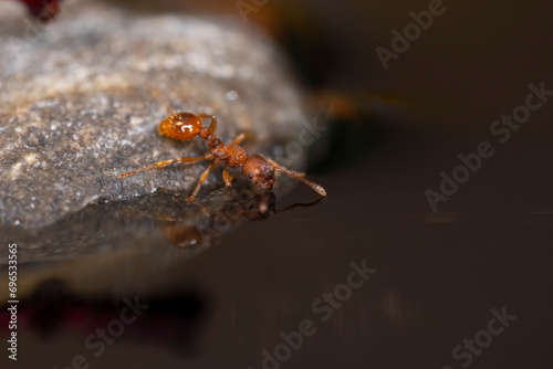 Zbliżeniowo - mrówki