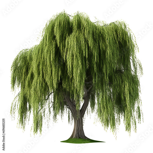 Beautiful Weeping willow isolated on transparent background 