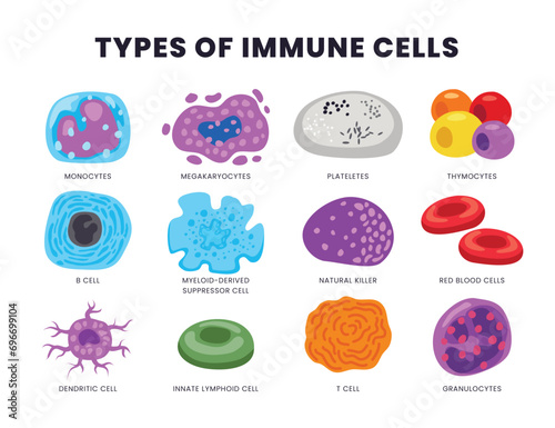 Set of different types of human immune cells, Medical Infographic Chart Composition Poster Illustration, Suitable For Education, Presentation, Print, Microbiology anatomy. Vector illustration