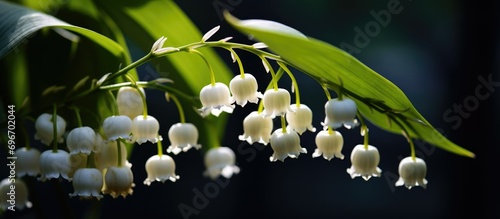 Beautiful flower Lilly of The Valley.