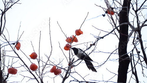 bird on a branch, devouring persimmons.