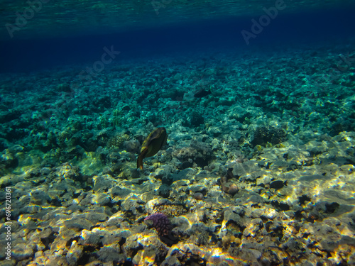 Balistoides viridescens in the expanses of the Red Sea coral reef