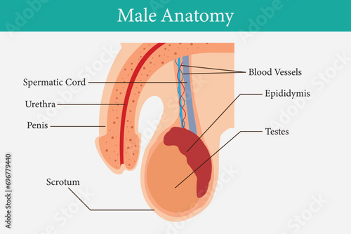 cross section of Male reproductive system. median section. for health education. eps 10