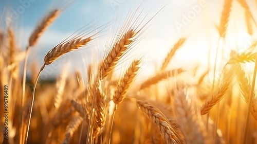Rural landscape. Close-up of rye ears, a field of ripening rye on a summer day. Time of sunrise or sunset. Rich harvest idea, harvest time concept. : Generative AI