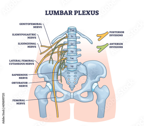 Lumbar plexus as anatomical web of lumbosacral nerves outline diagram. Labeled educational scheme with medical location of genitofemoral, iliohypogastric and ilioinguinal nerves vector illustration.