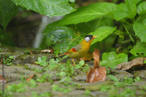 Silver-eared Mesia birdwatching in the forest
