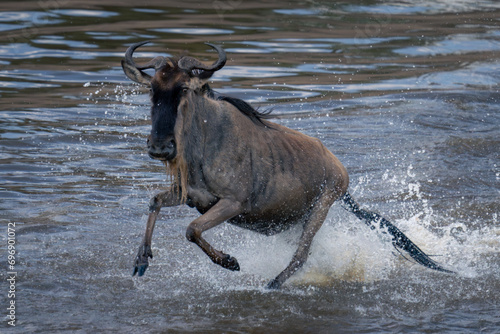 Blue wildebeest crosses waterway throwing up spray