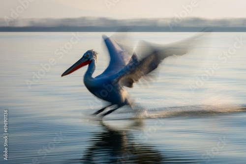 Slow pan of pelican sliding over water