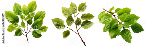 Slippery Elm on white background