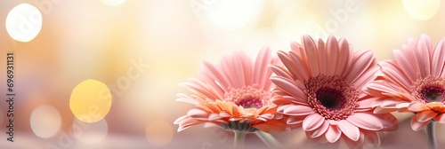 Pink gerbera daisy flower on isolated magical bokeh background with copy space for text placement