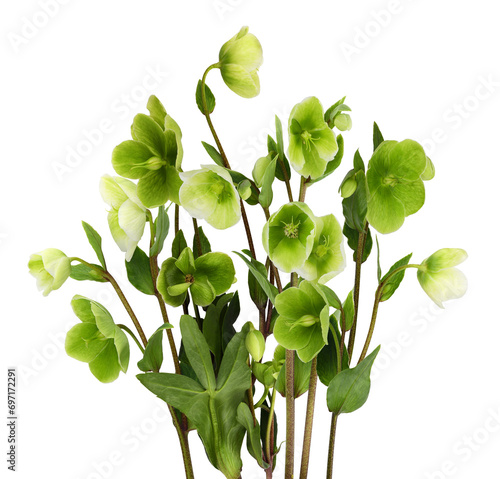 Green hellebore flowers, buds and leaves isolated on white or transparent background