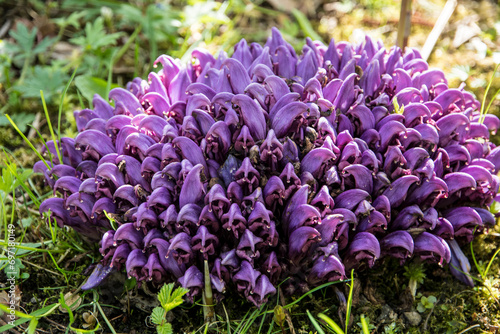 The parasitic plant Lathraea clandestina 