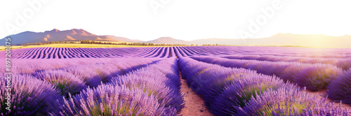 Endless rows of blooming lavender in scenic countryside, cut out