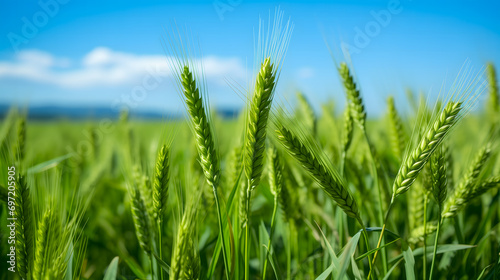 Des épis de blé vert jeune en gros plan, avec un ciel bleu clair en arrière-plan.