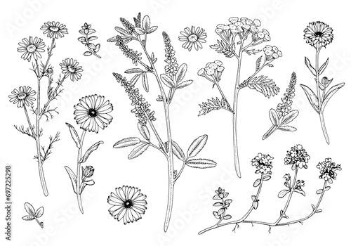 Herb Flower Set Vector outline illustration. Hand drawn clipart bundle of calendula and medicinal chamomile. Black line art of officinalis wildflower and leaves. Linear drawing on isolated background