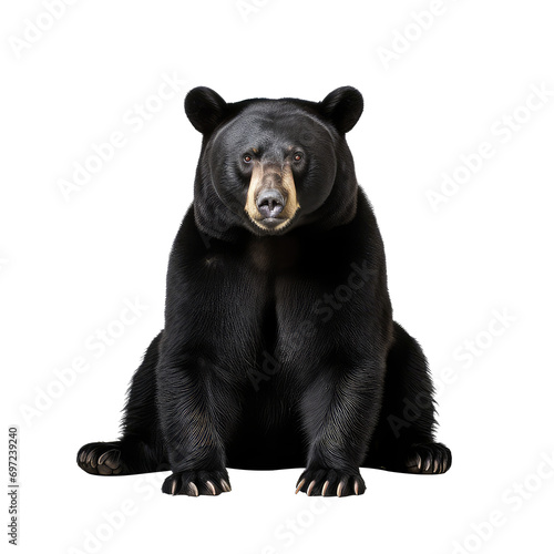black bear isolated on white background