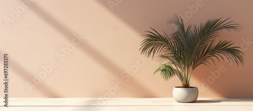 Minimal studio interior with tropical palm shadow for a summer product mockup.