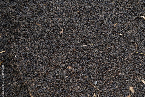 Bat droppings used to make compost.