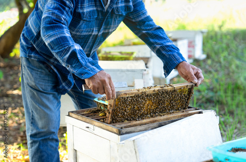 beekeeping concept,the beekeeper holds wooden frame of honeycomb in wooden apiary crates or beehive boxes in the orchard