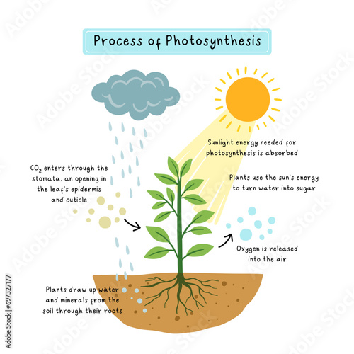 infographic of photosynthesis process, educational poster