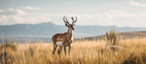 Pronghorn Antelope Buck outlined on a grassy hill