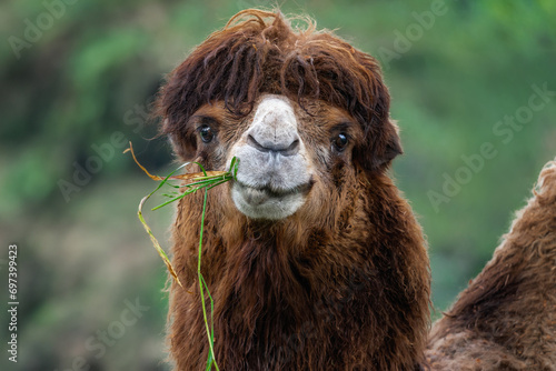 Bactrian Camel eating (Camelus bactrianus)