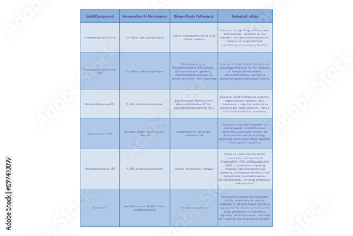 Table showing Phospholipids types, biosynthesis pathways and biological function - including PC, PE, PS, PI, SM, cholesterol Blue scientific vector illustration.