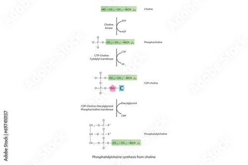 Schematic molecular diagram of Phosphatidylchoine synthesis from choline via choline kinase, CTP choline cytidylyl transferase and CDP-choline DAG PC transferase Scientific vector illustration.
