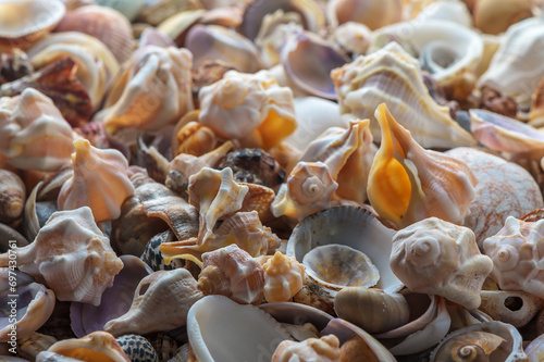 Mediterranean sea shells as background 4