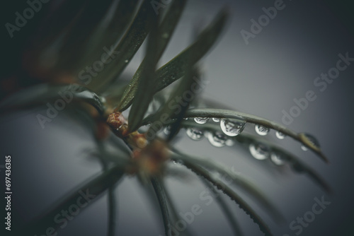 Drops of dew after rain on pine needles