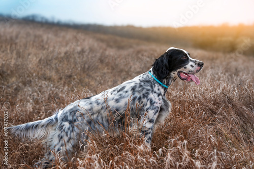 A charming white and black hunting dog of the English Setter breed stands in the autumn grass in the steppe in the rays of the sunset. Pheasant and partridge hunting. Hunting dogs. 