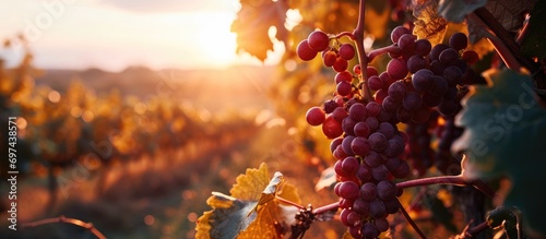 Clusters of ripe red grapes on the vine at sunset.