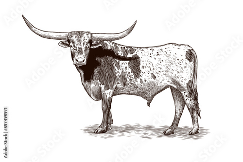 Texas longhorn vector illustration in vintage style