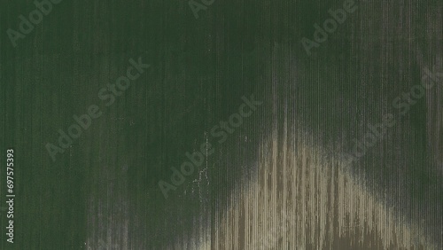 Perpendicular aerial view of a green grass field for architectural landscape design texture