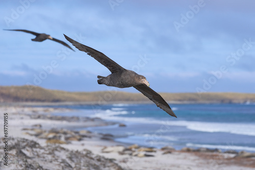 Southern Giant Petrel (Macronectes giganteus) flying over a beach of used for breeding by Southern Elephant Seals on Sea Lion Island in the Falkland Islands.