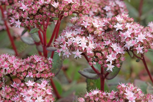 Pink and cream Sedum stonecrop Hylotelephium 'Matrona' in flower.