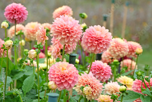 Pink, apricot and gold waterlily dahlia 'Milena Fleur' in flower.