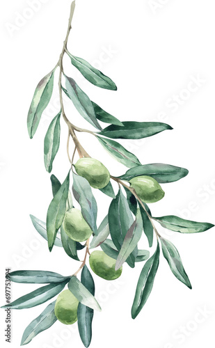 Watercolor Illustration Bouquet Elegant Olive Branch